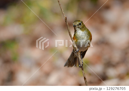 冬に公園や庭で見られる青く美しい小鳥、身近な人気のある野鳥ルリビタキ 129276705
