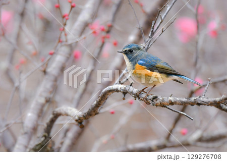 冬に公園や庭で見られる青く美しい小鳥、身近な人気のある野鳥ルリビタキ 冬に公園や庭で見られる青く美しい小鳥、身近な人気のある野鳥ルリビタキ 129276708