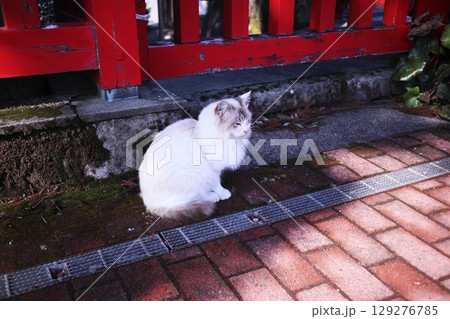 神社に住み着く猫 129276785