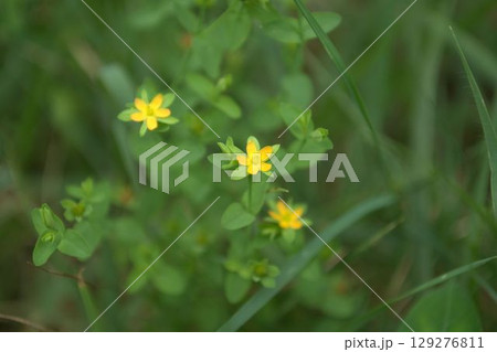 コケオトギリの花 コケオトギリの花 129276811