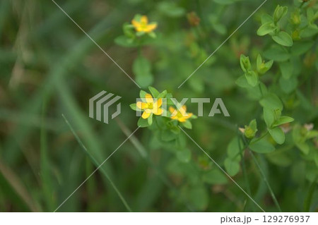 コケオトギリの花 コケオトギリの花 129276937