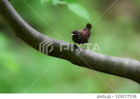 軽井沢等の渓流や高原で見られるとても小さい、夏の山の人気のある小鳥ミソサザイ 軽井沢等の渓流や高原で見られるとても小さい、夏の山の人気のある小鳥ミソサザイ 129277536