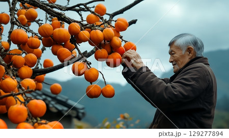 An elderly man carefully harvests persimmons from a tree, illustrating traditional farming and connection to nature 129277894