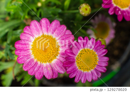 close-up of a beautiful Argyranthemum flower in the garden 129278020