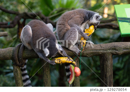 a beautiful lemur with a striped tail in the zoo eats a banana 129278054