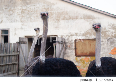 a flock of adult ostriches on a farm 129278063