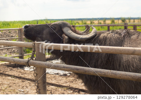 a herd of young buffalo lives on a rural farm a herd of young buffalo lives on a rural farm 129278064