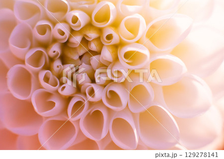 close up of a beautiful Dahlias flower in the garden close up of a beautiful Dahlias flower in the garden 129278141