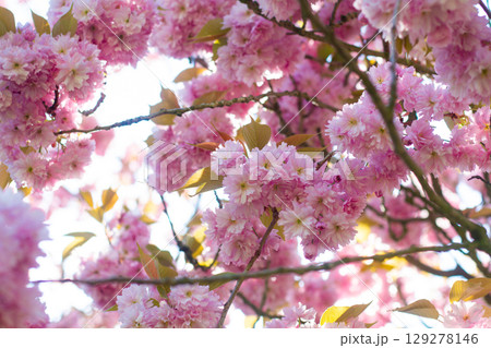 close-up of beautiful cherry blossoms in the garden 129278146
