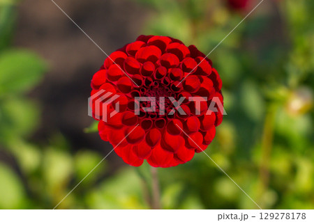 close up of a beautiful Dahlias flower in the garden close up of a beautiful Dahlias flower in the garden 129278178