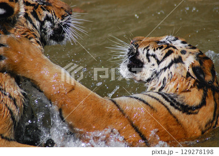 a beautiful big tiger is playing in a pool of water in a zoo 129278198