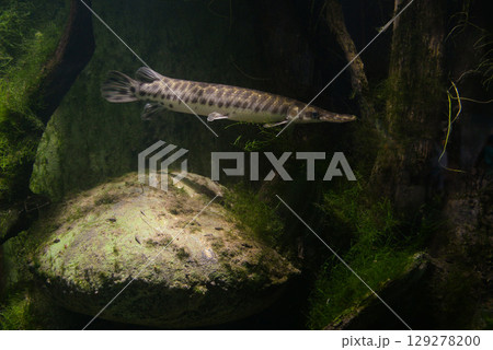 predatory fish Lepisosteus oculatus in a large aquarium predatory fish Lepisosteus oculatus in a large aquarium 129278200