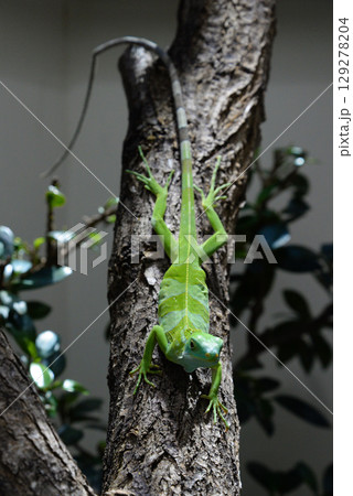 close up Striped Fijian iguana on a tree 129278204