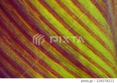close up texture of red leaves of Canna Lily 129278211
