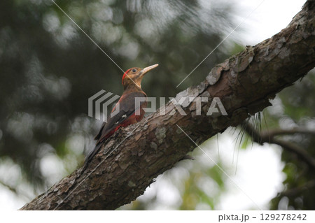 沖縄県のやんばるにしかいない、とても珍しい日本固有種のキツツキの仲間ノグチゲラ 沖縄県のやんばるにしかいない、とても珍しい日本固有種のキツツキの仲間ノグチゲラ 129278242