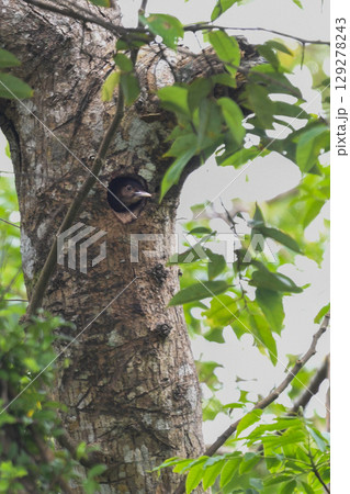 沖縄県のやんばるにしかいない、とても珍しい日本固有種のキツツキの仲間ノグチゲラ 沖縄県のやんばるにしかいない、とても珍しい日本固有種のキツツキの仲間ノグチゲラ 129278243