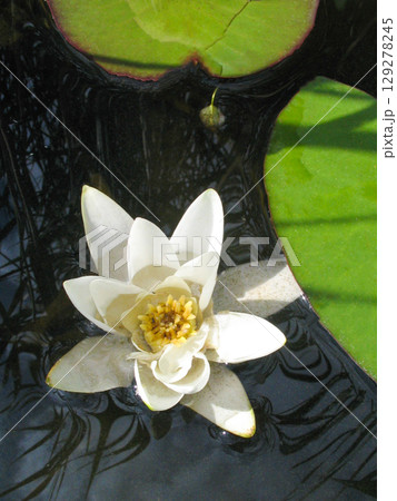 beautiful unfurled water lily flower on the pond beautiful unfurled water lily flower on the pond 129278245