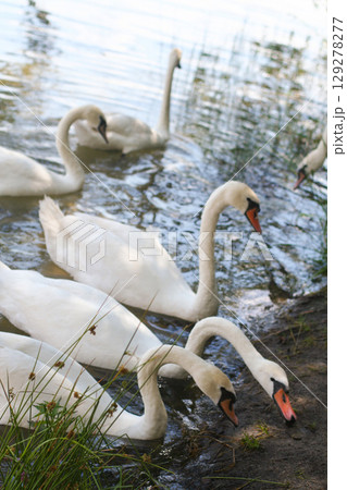 beautiful white swans swim on the lake in summer 129278277
