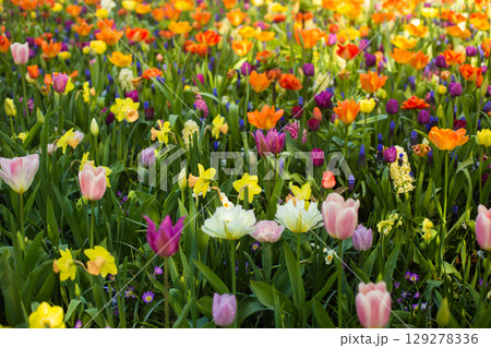 beautiful colorful tulip flowers are growing in the garden 129278336