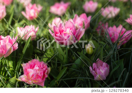 beautiful colorful tulip flowers are growing in the garden 129278340