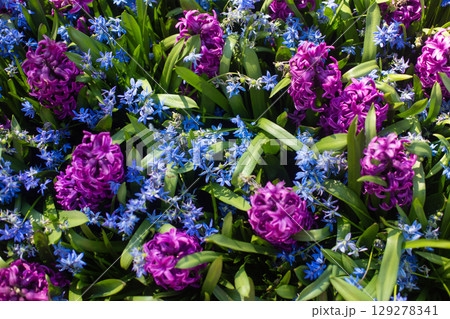 close-up of Oriental hyacinth flowers growing in the field 129278341
