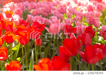 beautiful colorful tulip flowers are growing in the garden beautiful colorful tulip flowers are growing in the garden 129278343