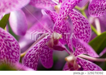 close up of beautiful Vanda flowers in the garden close up of beautiful Vanda flowers in the garden 129278392