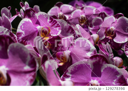 close up of beautiful Doritaenopsis flowers in the garden close up of beautiful Doritaenopsis flowers in the garden 129278398