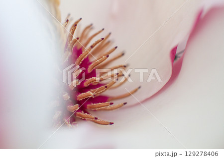 close up of beautiful pink magnolia flowers in the garden close up of beautiful pink magnolia flowers in the garden 129278406