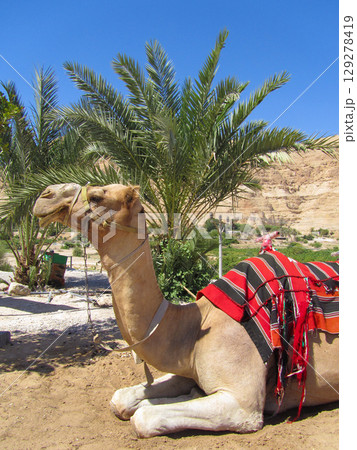 a tired camel rests under the scorching sun a tired camel rests under the scorching sun 129278419