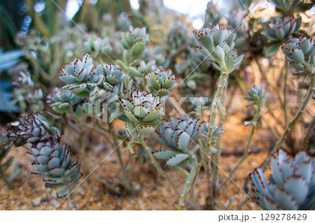 beautiful Kalanchoe tomentosa plant in a pot in a greenhouse beautiful Kalanchoe tomentosa plant in a pot in a greenhouse 129278429