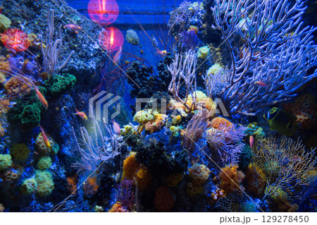 beautiful colored coral reefs and fish in the aquarium beautiful colored coral reefs and fish in the aquarium 129278450