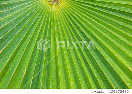 close up straight lines texture of green palm leaves 129278456