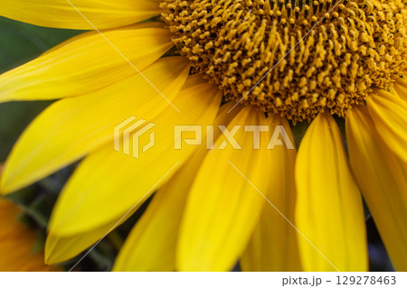 close-up of a beautiful sunflower flower in the garden 129278463