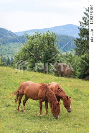 beautiful brown horses graze on a pasture in the mountains and eat grass 129278464