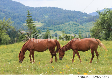 beautiful brown horses graze on a pasture in the mountains and eat grass 129278465