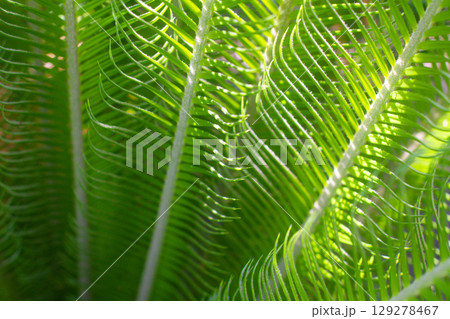 close up texture of green leaves of Cycas plant 129278467