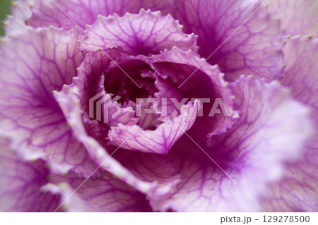 close-up of a beautiful Brassica oleracea var acephala tricolor flower in the garden 129278500