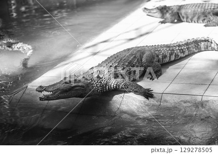 beautiful photo of a large crocodile in the zoo 129278505