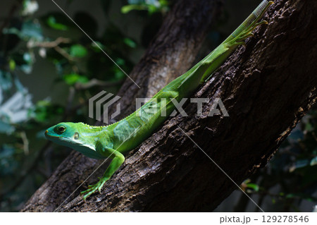 close up Striped Fijian iguana on a tree 129278546