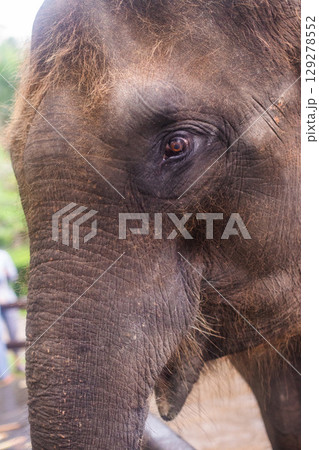 close-up of the head of a beautiful adult elephant close-up of the head of a beautiful adult elephant 129278552