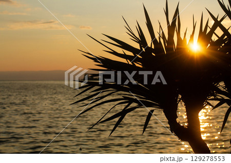 large tropical palm trees grow on the coast at sunset 129278553