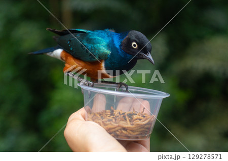 a beautiful colored bird Lamprotornis superbus sits on a hand and eats larvae a beautiful colored bird Lamprotornis superbus sits on a hand and eats larvae 129278571