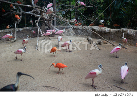 beautiful red Ibis bird in the nature reserve beautiful red Ibis bird in the nature reserve 129278573