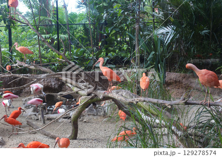 beautiful red Ibis bird in the nature reserve 129278574