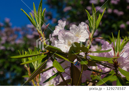 close up of a beautiful pink Rhododendron flower in the garden 129278587