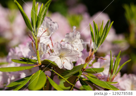 close up of a beautiful pink Rhododendron flower in the garden 129278588