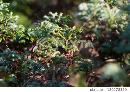 close up of beautiful Juniper needles in the garden 129278589
