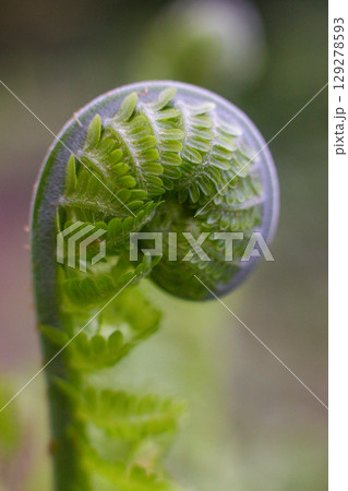 close-up  green leaves of Unfurl the Fern in the forest 129278593