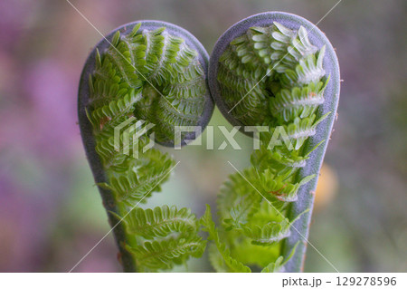 close-up  green leaves of Unfurl the Fern in the forest 129278596